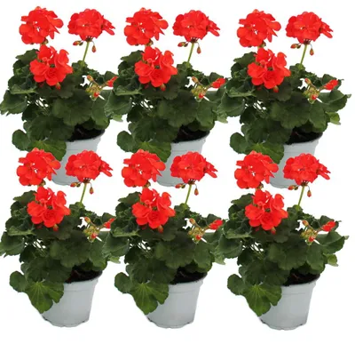 Produktbild von Geranien stehend - Pelargonium zonale - 12cm Topf - Set mit 6 Pflanzen - hellrot