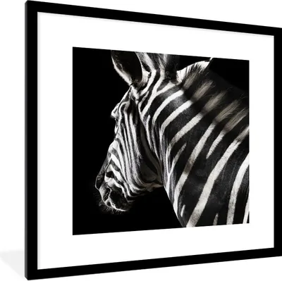 Produktbild von MuchoWow® Gerahmtes Poster Zebra - Tier - Schwarz - Porträt 40x40 cm - Poster mit Schwarzem Bilderrahmen Wandposter Rahmen Foto Bilder - Poster - Plakat im Rahmen