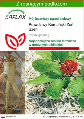 Zdjęcie produktu dla SAFLAX - Prawdziwy Koreański Żeń-Szeń - 10 Nasiona - Z podłożem uprawowym wolnym od zarazków - Panax ginseng