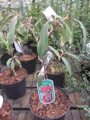 Produktbild von Viburnum henryi - Chinesischer Schneeball - 40-60cm - immergrün