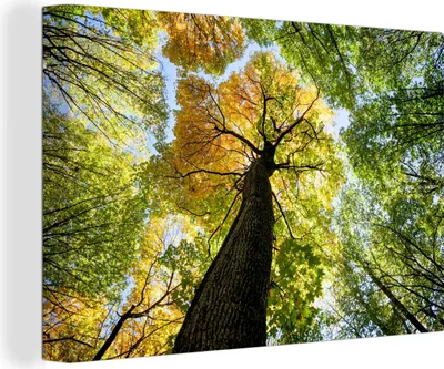 Obrázok produktu pre OneMillionCanvasses® - Maľba na plátne - Obraz na plátne Nástenná maľba na plátne - Strom - príroda - les - 150x100cm - Fotografia na plátne - maľba