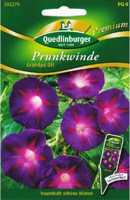Zdjęcie produktu dla Quedlinburger Saatgut - Dziadek Ott efektowny powój - Nasiona - 292279