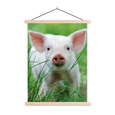 Produktbild von MuchoWow® Textilposter Schwein - Tiere - Groß 120x160 cm mit holzfarbenen Rahmen - Plakatkarton