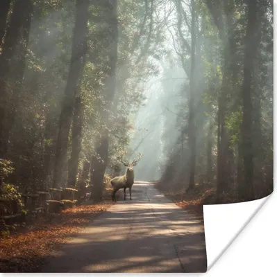 Produktbild von MuchoWow® Poster Hirsche - Wald - Sonnenstrahlen 100x100 cm - Babyzimmer