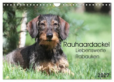 Produktbild von Liebenswerte Rabauken - Rauhaardackel (Wandkalender 2027 DIN A4 quer), CALVENDO Monatskalender
