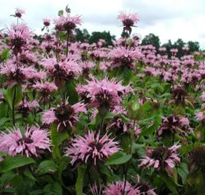 Produktbild von 6 x Indianernessel  - Monarda 'Beauty Of Cobham'  | Topf 9cm x 9cm