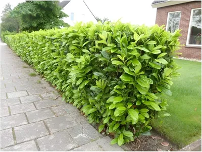 Produktbild von Stauden Gänge 50 x Prunus laurocerasus 'Novita' - Kirschlorbeer - Robust, pflegeleicht und immer ein Blickfang - Heckenpflanze - Immergrün
