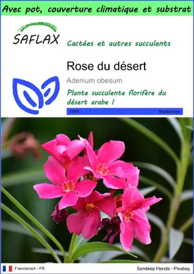 Image de SAFLAX Garden to go - Rose du désert - 8 graines - Adenium