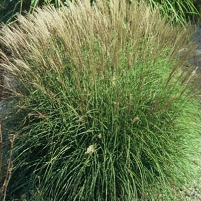 Productafbeelding van 6 x Dwerg-chinaschilf 'Adagio' - Miscanthus sinensis 'Adagio' | Pot van 9x9 cm