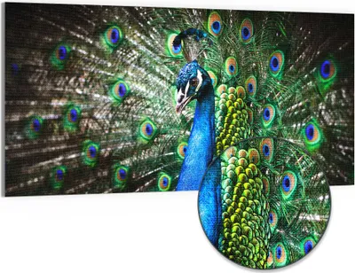 Produktbild von DEQORI Hybrid Leinwand Bild 100x50 cm 'Schönheit des Gefieders' Wandbild Glas flach modern
