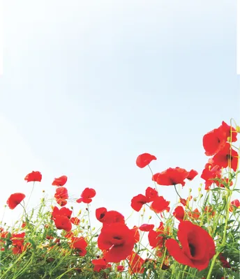 Produktbild von Motivpapier Briefpapier (Blumen-5078, DIN A4 100 Blatt) Mohnblumen Wiese im Frühling