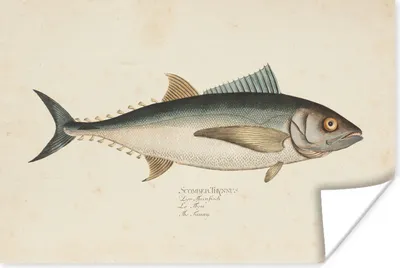 Produktbild von MuchoWow® Poster Eine alte Illustration eines Fisches 120x80 cm - Bilder