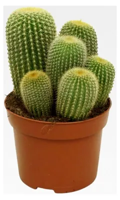 Produktbild von Goldenes Fass - Notocactus leninghausii - pflegeleichter Kaktus - 12cm Topf