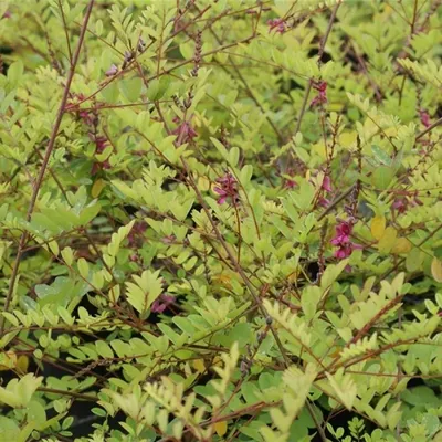 Produktbild von Indigofera howellii - Howell´s Indigostrauch - Yunnan Ingigostrauch 30-40