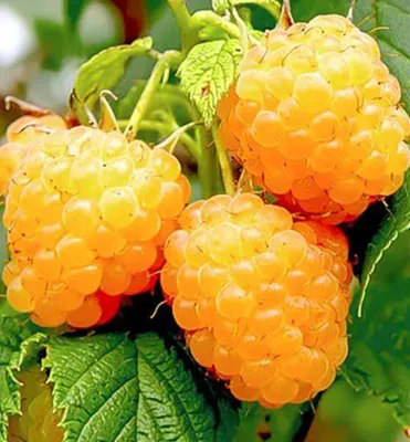 Produktbild von Gelbe Himbeere ´SUGANA YELLOW´ 40-50 cm, Cont. 1,6 l