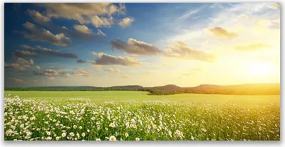 Produktbild von Glasbilder 120x60 Wandbild Druck auf Glas Wiese Blumen Landschaft