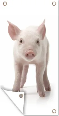 Produktbild von MuchoWow® 40x80 cm Outdoor-Poster Gartendeko Sichtschutz Garten Poster für den Garten  Schwein - Tiere - Weiß