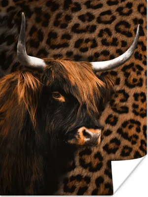 Produktbild von MuchoWow® Poster Schottischer Highlander - Pantherdruck - Fell 90x120 cm - Wohnzimmer