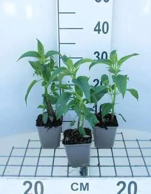Produktbild von 6 x  Monarda hybr. 'Beauty of Cobham' - Indianernessel - Topf 9 x 9 cm