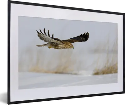 Produktbild von MuchoWow® MuchoWow® Gerahmtes Poster Bussard im Flug über verschneitem Boden in einer Winterlandschaft 60x40 cm - Poster mit zchwarzem Bilderrahmen - Schlafzimmer - Plakat in Rahmen - Drucken