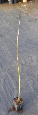 Image de Pterocarya fraxinifolia / Noyer du Caucase