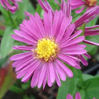 Image de 6 x asters en coussin  - Aster dumosus « Jenny »  | Pot 9 cm x 9 cm