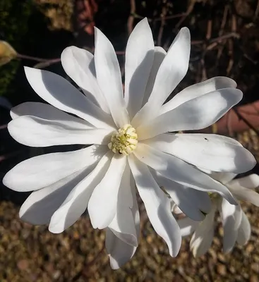 Produktbild von Sternmagnolie Frühblüher, weiß blühend, 40-60 cm Liefergröße, Wuchshöhe bis 3 m