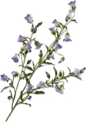 Produktbild von Silk-ka Künstliche Blume – Seidenblumen, Campanula-Zweig, Flieder, 112 cm