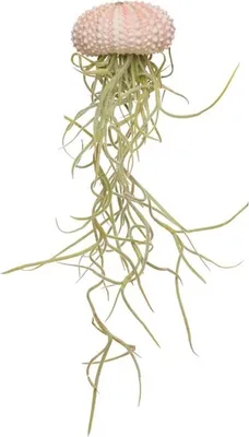 Produktbild von Seeigel Gehäuse Rosa, ca. 4cm, | Echinometra mathaei