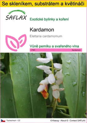 Obrázek produktu pro SAFLAX Kultivační sada - kardamon - Elettaria cardamomum - 20 Semena - S mini skleníkem, pěstebním substrátem a 2 květináči