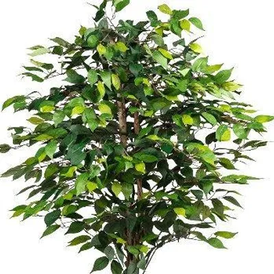 Produktbild von artplants.de Kunstbaum Ficus Benjamini Onin, Naturstämme, 180cm - Dekobaum Ficus