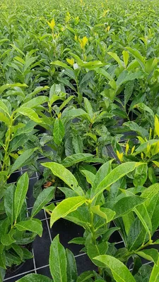 Image de Prunus laurocerasus 'Caucasica Moreau' / Laurier palme