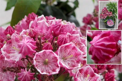 Produktbild von Lorbeerrose - Berglorbeer Kaleidoscope - Kalmia latifolia Kaleidoscope - 30-40cm