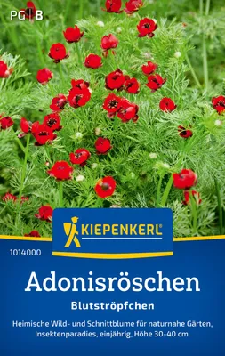 Artikelbild 2 von 'Adonisröschen Blutströpfchen' aus der Kategorie Blumensamen