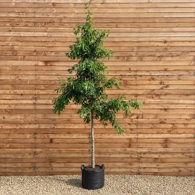 Produktbild von Ginkgobaum Saratoga 300-350 cm, Stammumfang 12-14 cm - Ginkgo biloba Hochstamm