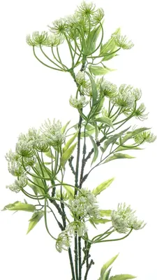 Produktbild von DPI Anethumstiel Weiß 70 cm - Kunstblumen