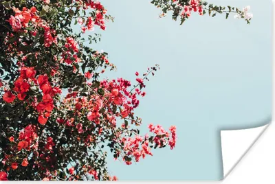 Produktbild von MuchoWow® Poster Blumen - Luft - Rosa 180x120 cm - Fotoplakat
