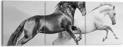 Produktbild von Bild auf Leinwand - Leinwandbild - Pferde Tiere Galopp Wiese - 150x50cm - Wand Bild - Wanddeko - Leinwanddruck - Bilder - Kunstdruck - Wanddekoration - Leinwand bilder - Wandkunst - CA150x50-2683