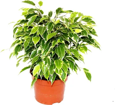 Obrázok produktu pre Krovitá brezová figovník - Ficus benjamini "Kinky" - bielo sfarbené listy - 12cm kvetiná?