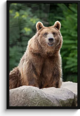 Produktbild von MuchoWow® MuchoWow® Gerahmtes Poster Wald - Bär - Steine 60x90 cm - Poster mit zchwarzem Bilderrahmen - Kunst