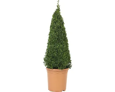 Obrázek produktu pro Zimostráz pyramida FloraSelf Buxus sempervirens 50-60 cm květináč 4,5 l