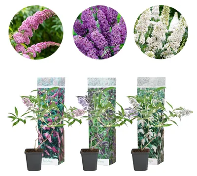 Produktbild von 3er-Mix Buddleja Davidii, Schmetterlingsflieder, 20-30 cm
