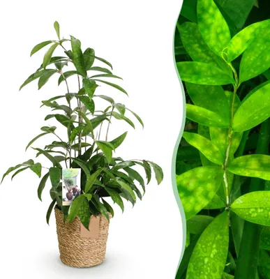 Immagine prodotto di Dracaena surculosa - Albero del drago - Bassa manutenzione - con cesto - Verde - 60-70cm - Ø17cm - Pianta d'appartamento - Sempreverde