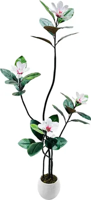 Image de Magnolia - Arbre artificiel - 150 cm - Réaliste avec des fleurs - Plante en pot d'intérieur, pour la maison ou le bureau - Pot blanc