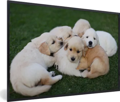 Produktbild von MuchoWow® MuchoWow® Gerahmtes Poster Tiere - Welpen - Hunde 60x40 cm - Poster mit zchwarzem Bilderrahmen - Printing - Wanddeko Schlafzimmer