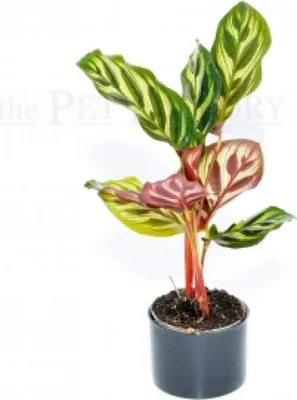 Zdjęcie produktu dla Calathea makoyana