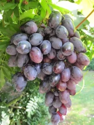 Produktbild von Vitis vinifera Lagrein, bläulich-rote fruchtige Trauben, Züchtung aus Südtirol