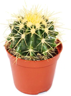 Obrázok produktu pre Echinocactus grusonii - Tchynina stoli?ka - v 8,5cm kvetiná?i
