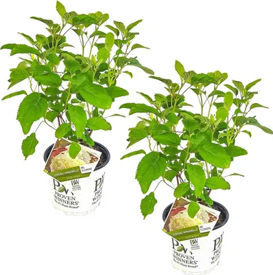 Image de Bloomique - Lot de 2 - Hydrangea Strong Annabelle - Hortensia - Blanc - Plantes de jardin - Résistante au gel - Hauteur 40-50 cm - Pot 19 cm
