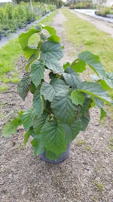 Image de Corylus avellana / Noisetier commun ou coudrier